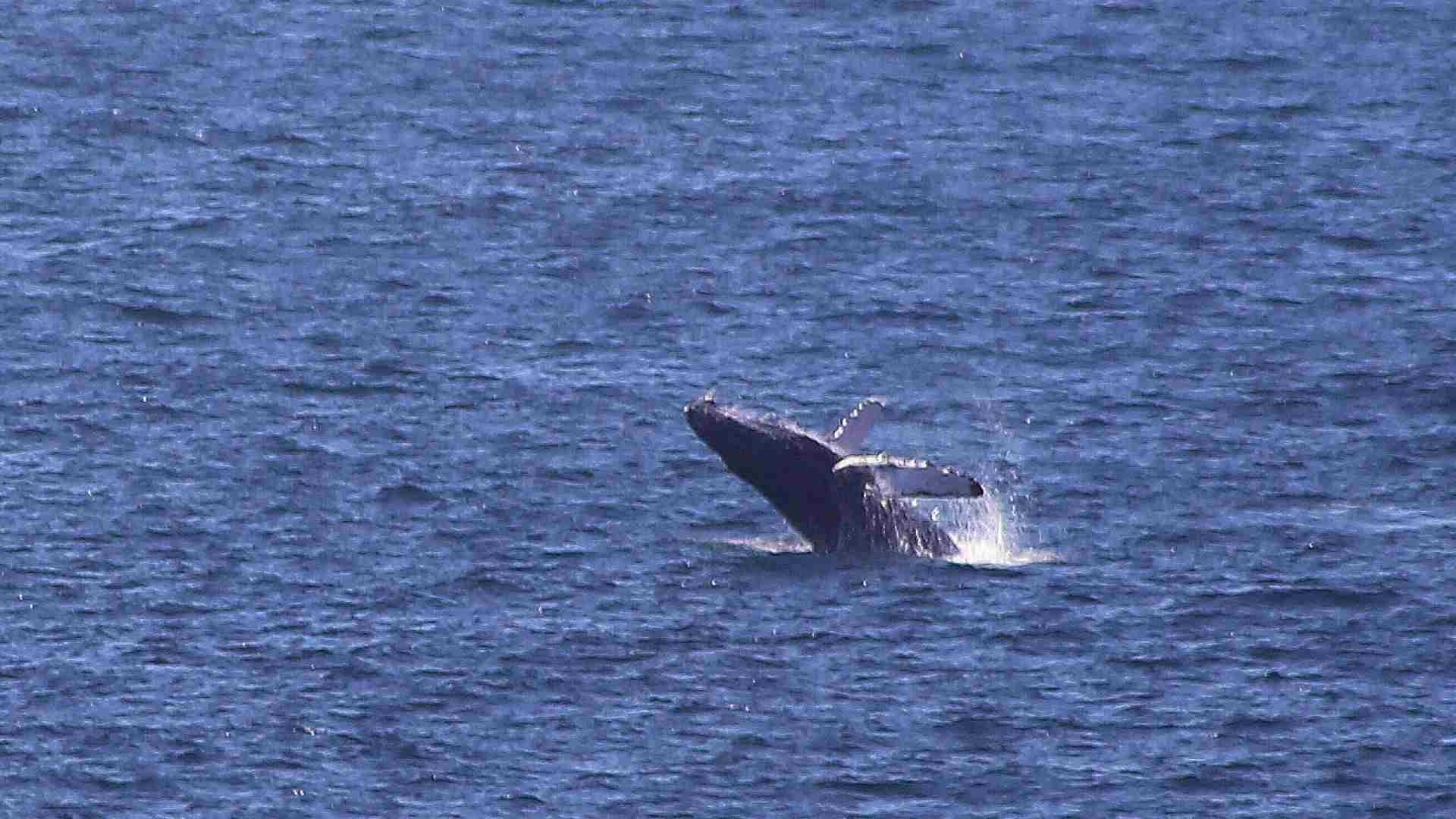La entidad cuenta con tres zonas autorizadas por la Semanart para la observación de ballenas, en su ruta migratoria: Bahías de Huatulco, Puerto Ángel-Mazunte y Puerto Escondido.