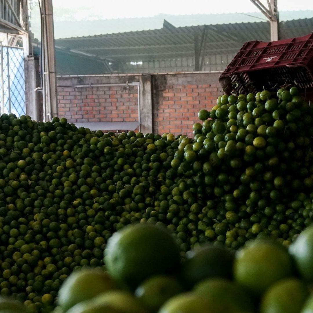 Matan a Balazos a Empresario Limonero en Michoacán; Era Víctima de Extorsión