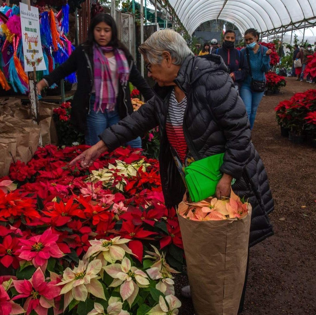 Existen más de 100 variedades de flor de nochebuena en todo México