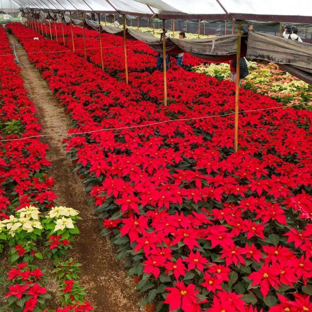 Riesgos mascotas flor de Nochebuena