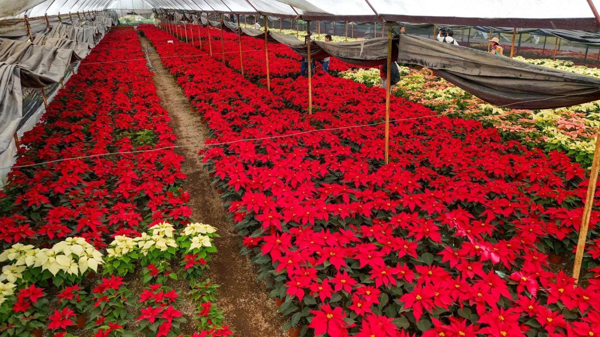 Riesgos mascotas flor de Nochebuena