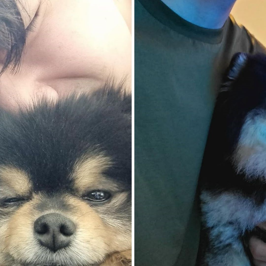 Muere Yeontan, el perro de V, de BTS