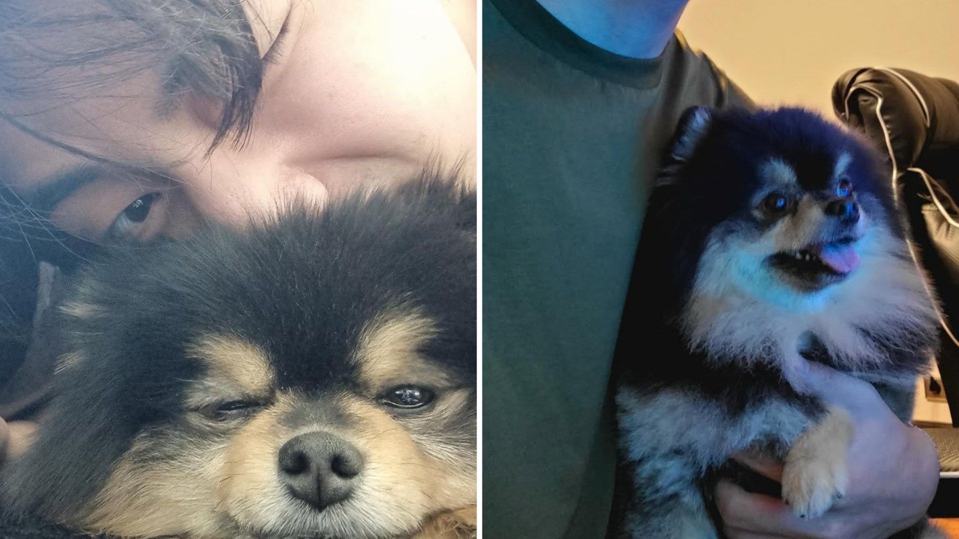 Muere Yeontan, el perro de V, de BTS