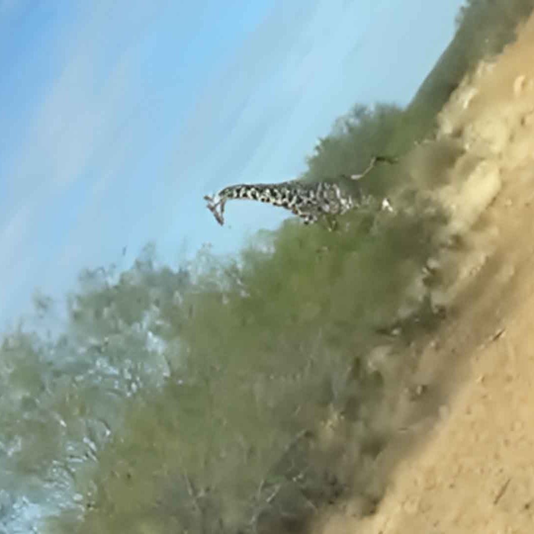 Video: Jirafas Corriendo por Coahuila Sorprende a Policía Estatal