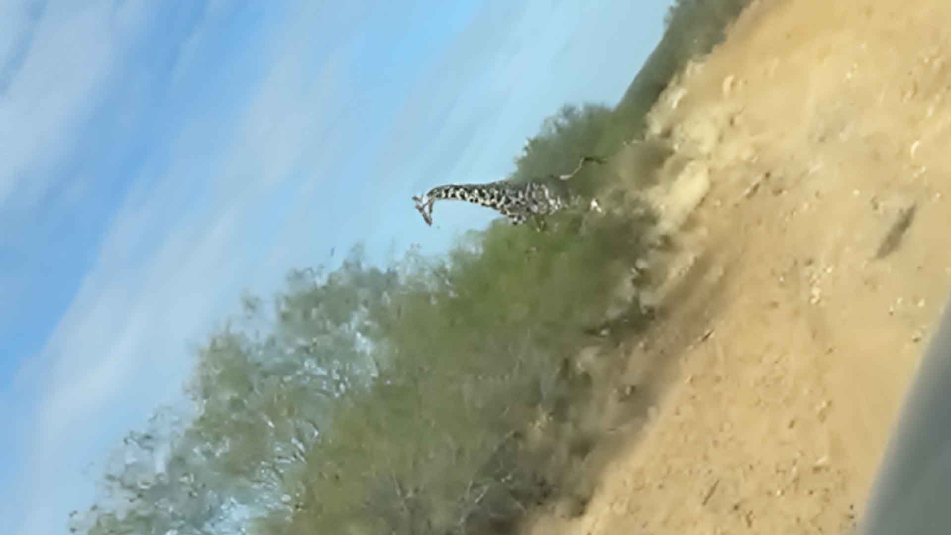 Video: Jirafas Corriendo por Coahuila Sorprende a Policía Estatal