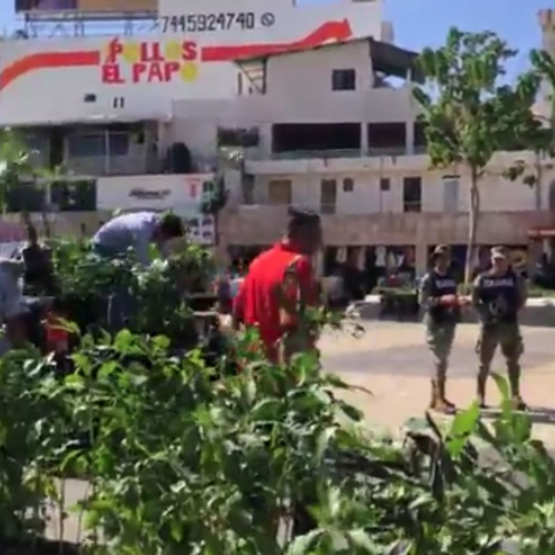 Piden Donación de Árboles para Reforestar Acapulco Tras ‘Otis’