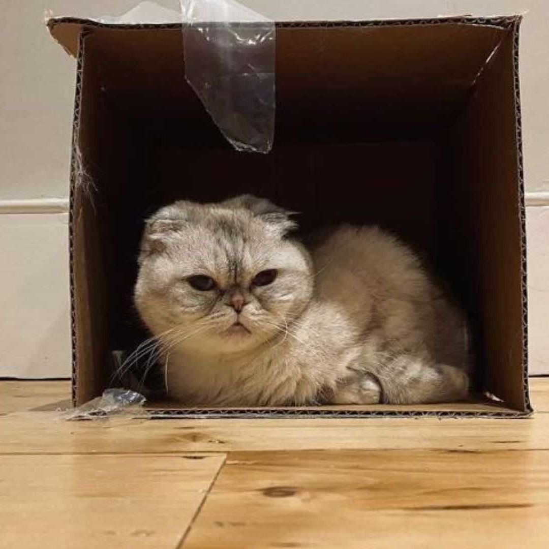Foto que Taylor Swift publicó de su gata, Olivia Benson