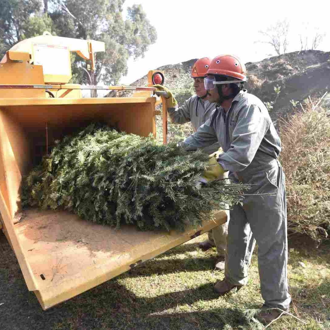 En el Estado de México están abiertos 18 viveros para el reciclaje de árboles de Navidad
