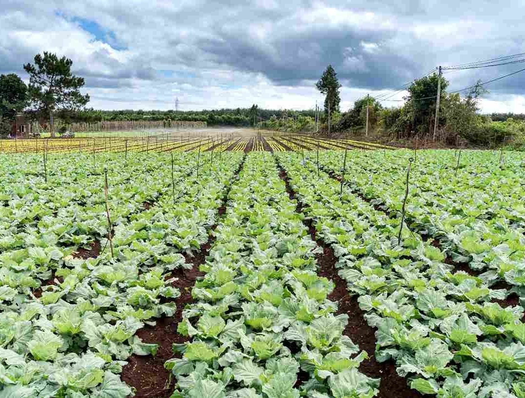 Llantas Tóxicas: Lechugas Contienen Microplásticos de Neumáticos, Científicos de Austria