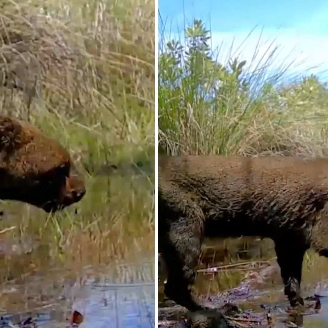 Jaguarundi es Captado en Video a 200 Metros de Zonas Urbanas de la Ciudad de Mérida