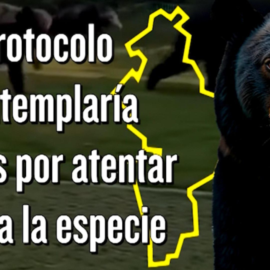 El protocolo estaría sujeto a cambios que ambientalistas, defensores de animales y otros especialistas puedan sugerir