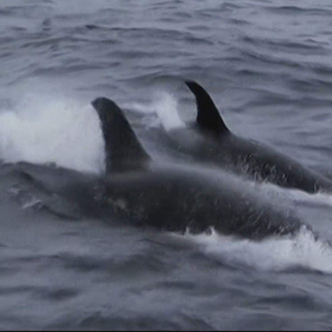 Así Caza la Manada de Orcas Liderada por ‘Moctezuma’