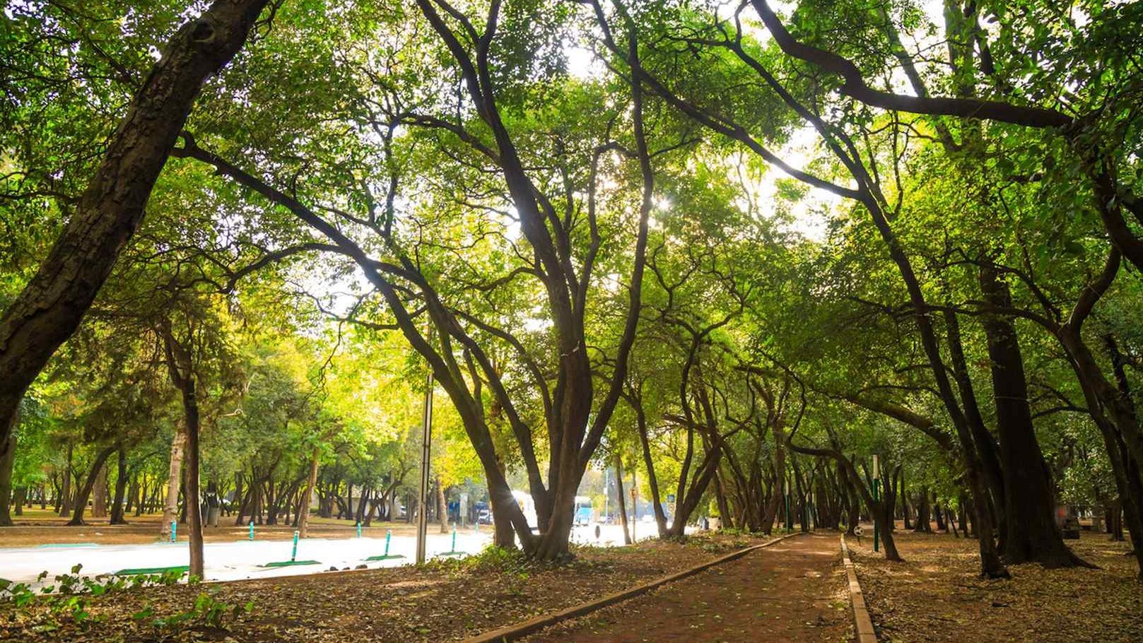 Los árboles del Parque Gandhi reciben tratamiento constante por parte de la SEDEMA; sin embargo, en el área hay decenas de árboles caídos