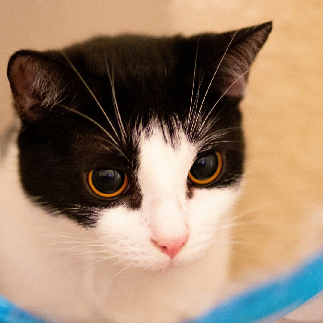 Hombre Muere Tras ser Rasguñado por su Gato