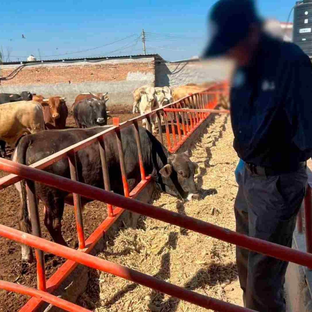 Los análisis determinarán si efectivamente el ganado fue alimentado con clembuterol