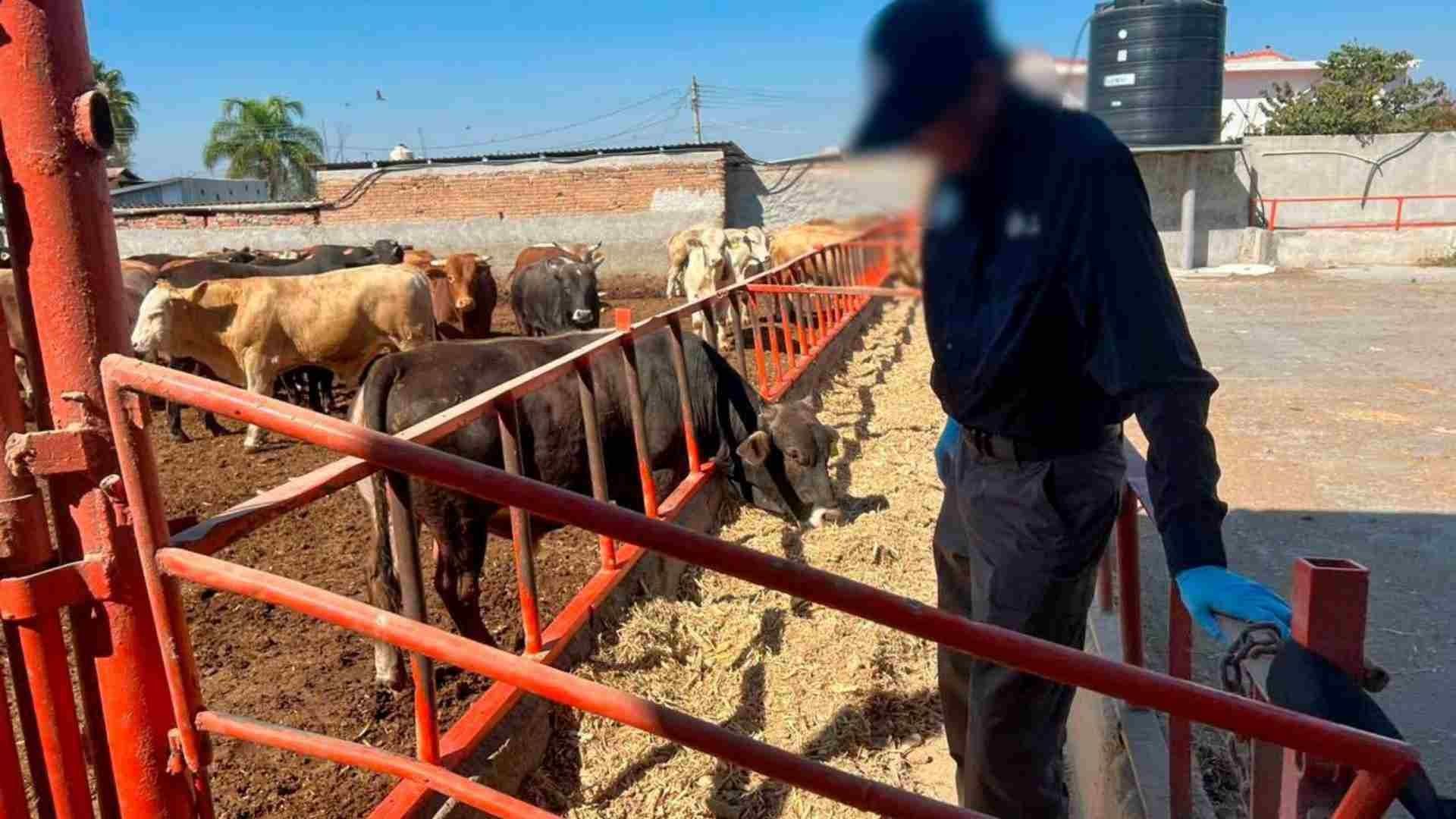 Los análisis determinarán si efectivamente el ganado fue alimentado con clembuterol