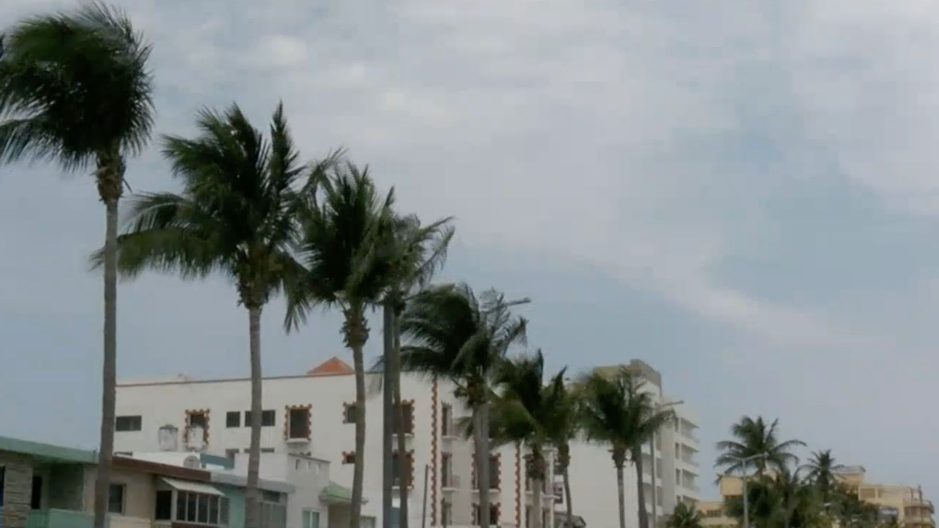 Palmeras con viento en Veracruz