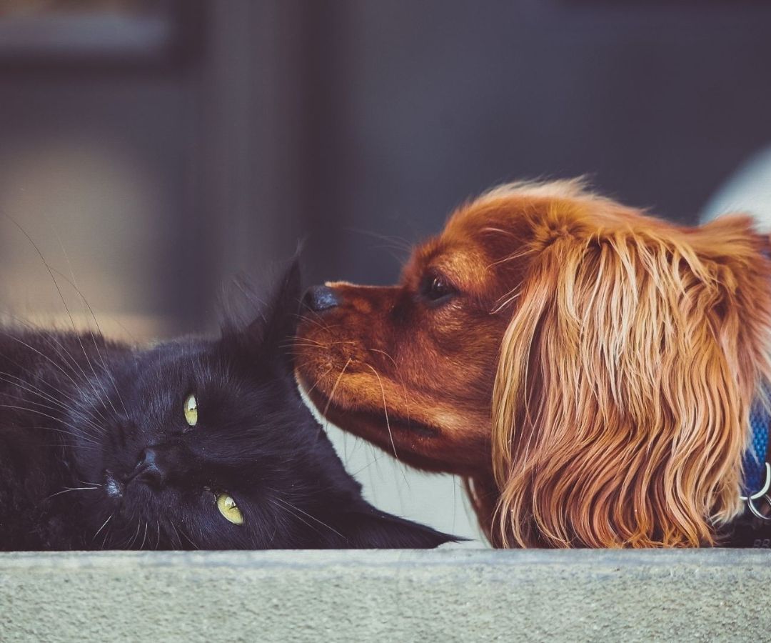 Cómo Dar Primeros Auxilios Perros Gatos. Guía Consejos Salvar Vida Mascota