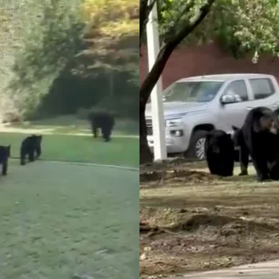 ¿Por qué Están Aumentando los Avistamientos de Osos en Monterrey?