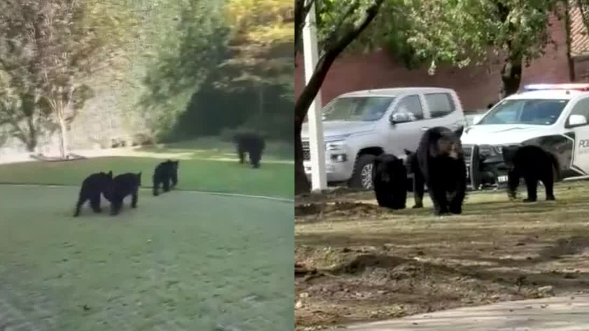 ¿Por qué Están Aumentando los Avistamientos de Osos en Monterrey?