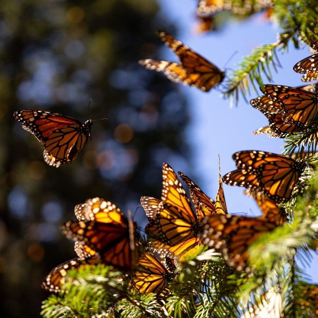 Santuario de la mariposa monarca, en El Campanario, Michoacán