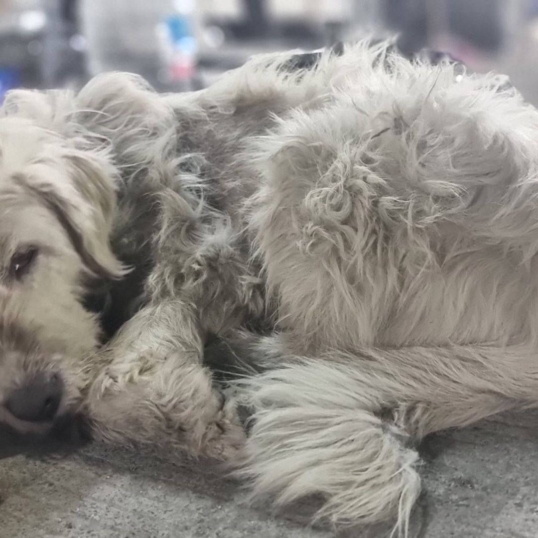 Perros quedan abandonados tras peregrinaciones del 12 de diciembre