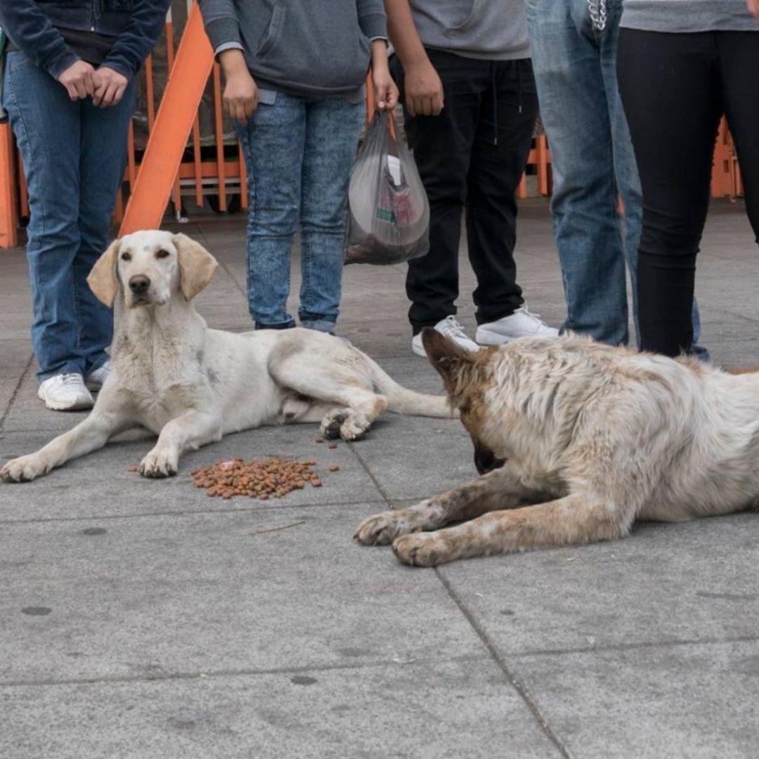 Este año fueron abandonados 68 perritos en inmediaciones de la Basílica de Guadalupe
