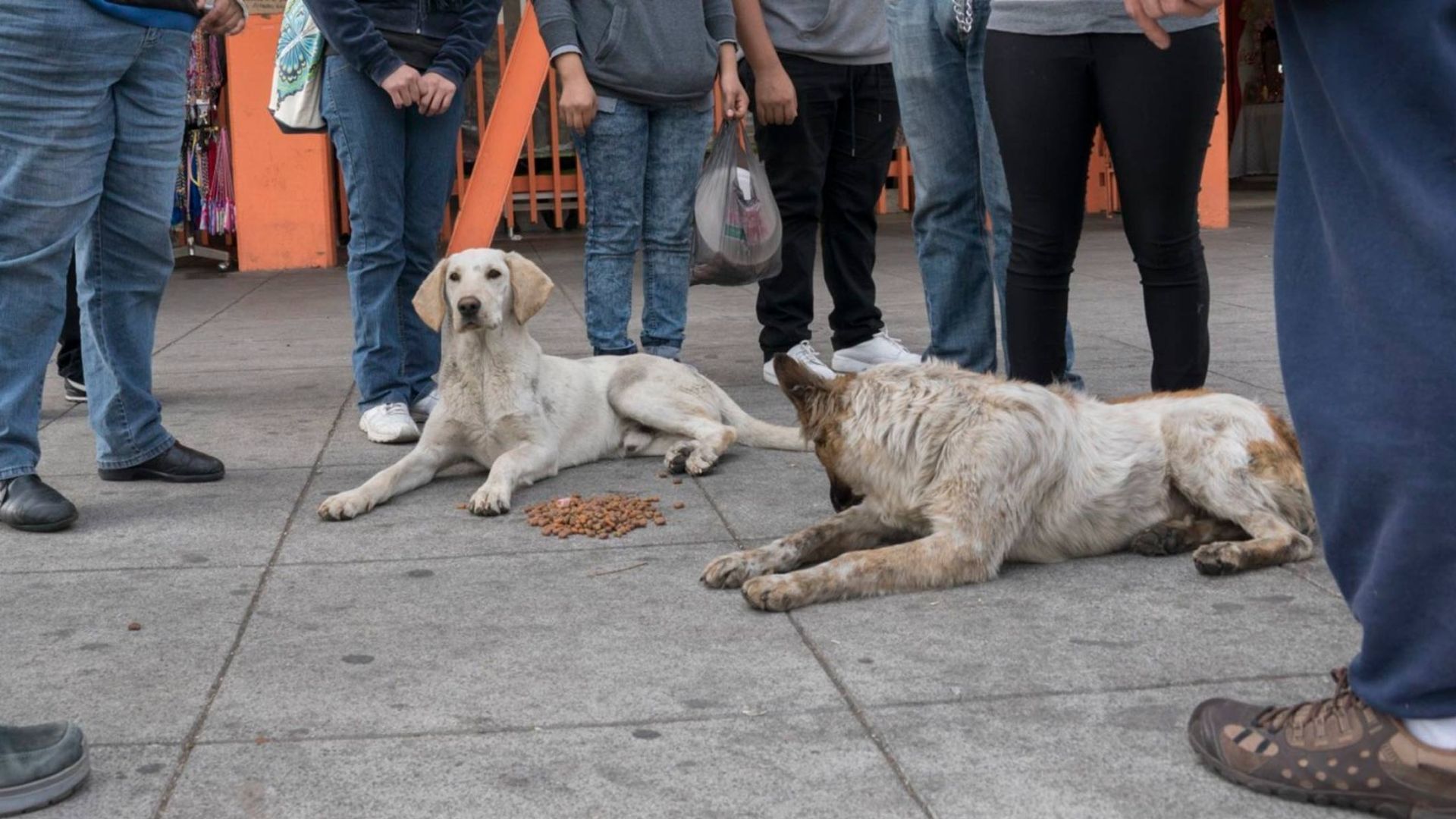 Este año fueron abandonados 68 perritos en inmediaciones de la Basílica de Guadalupe