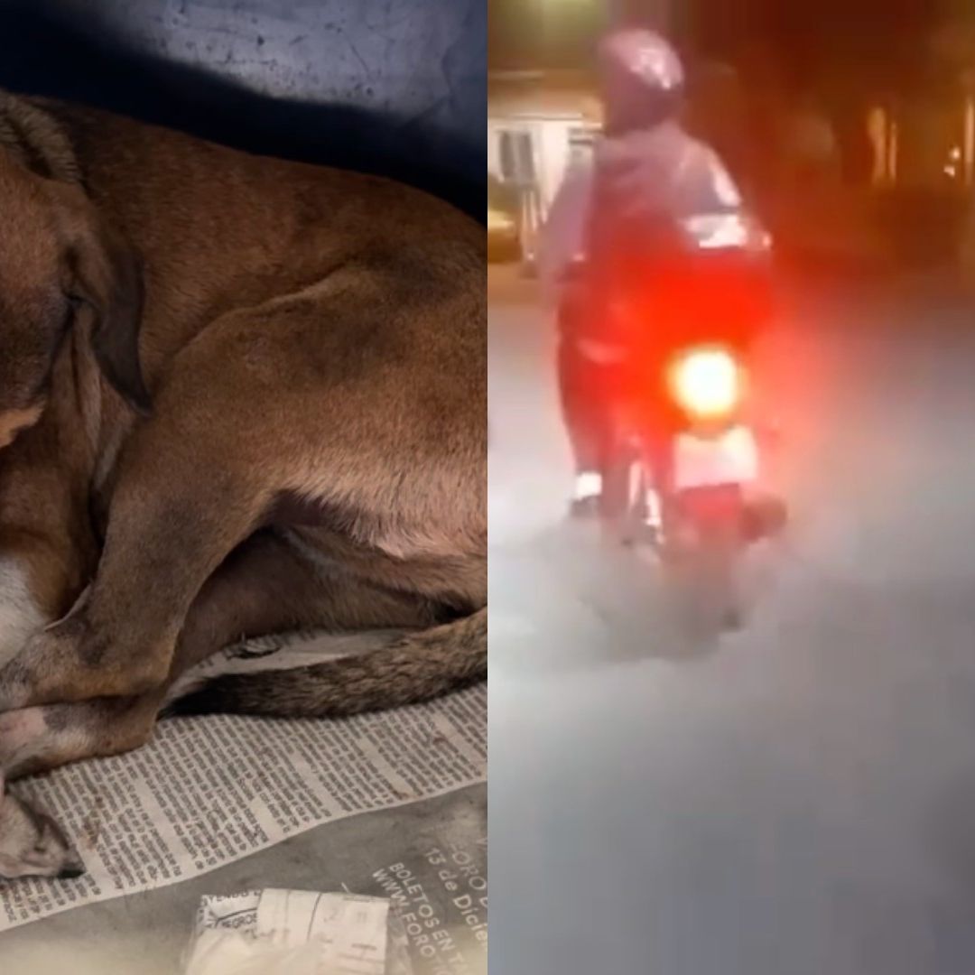 Motociclista arrastra a perrita y la deja herida