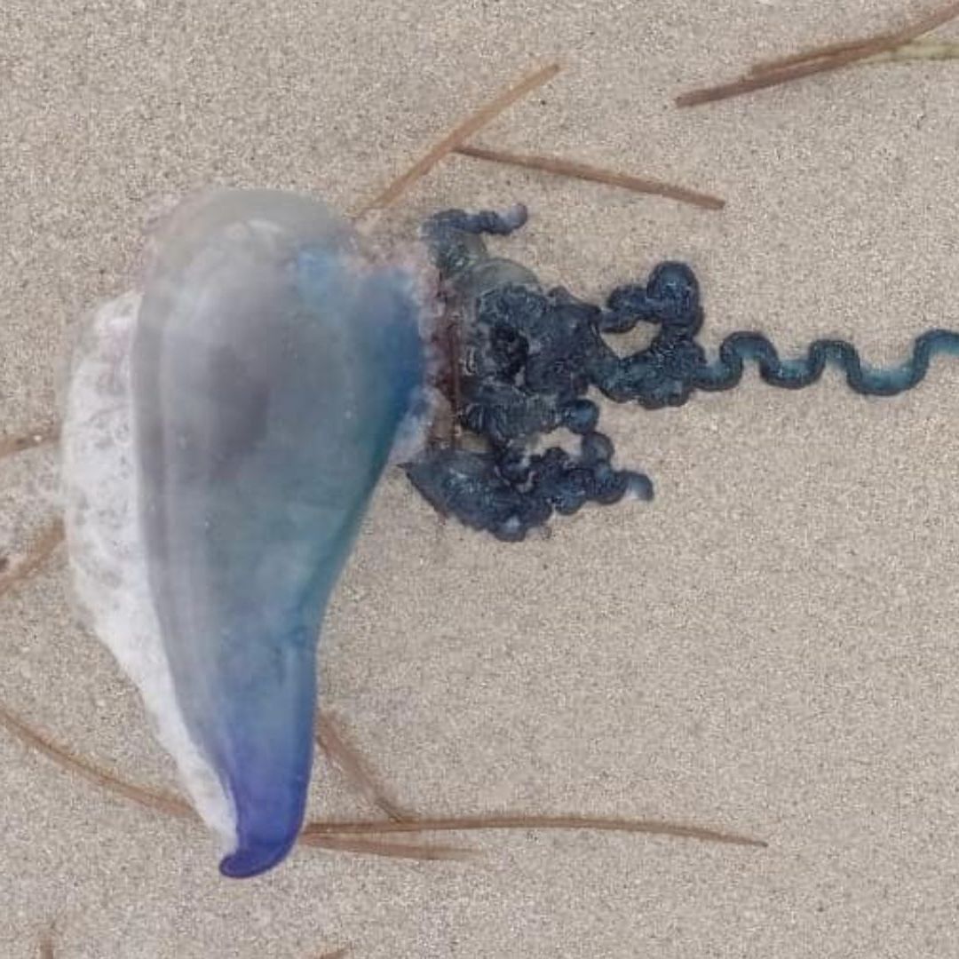 Alertan por Presencia de Medusas en Costas de Yucatán