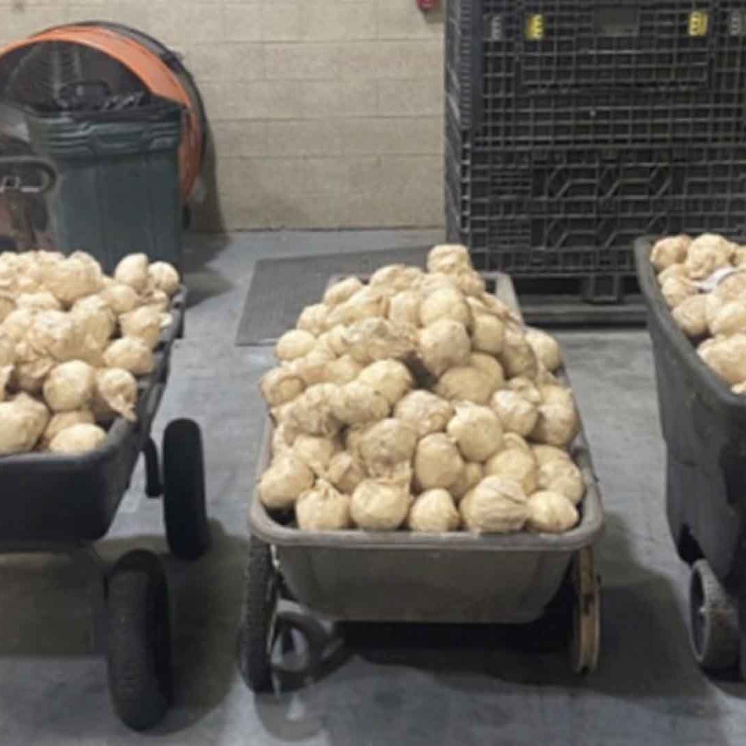 Decomisan Jícamas con Metanfetamina en Puente Internacional de Pharr, Texas
