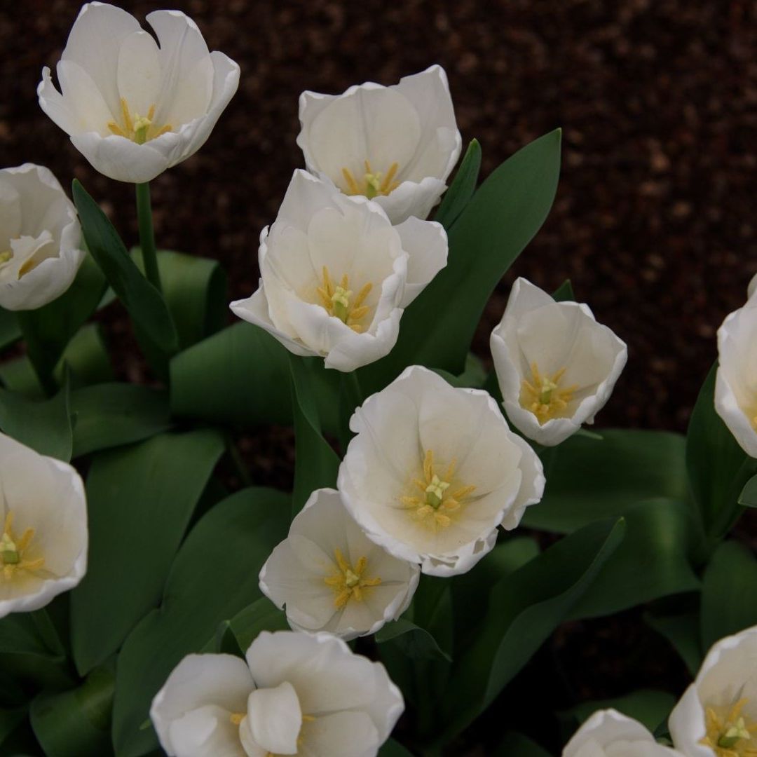 El viernes 13 de diciembre las personas regalarán tulipanes a sus seres amados. Aquí te decimos por qué y el significado de la flor