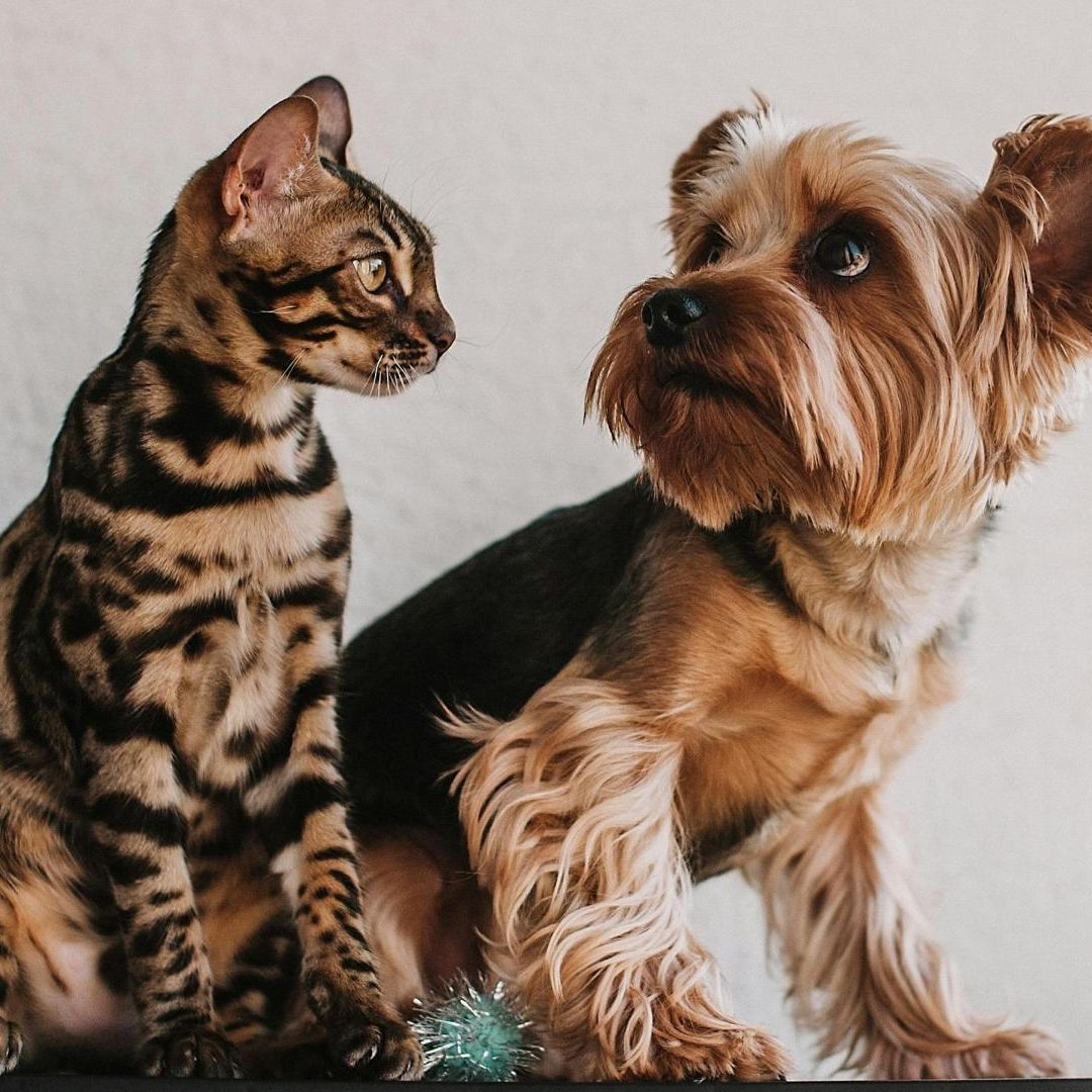 Por Qué Perros Gatos Se Asustan con Pirotecnia; Consejos Mascotas Cuetes Diciembre 2024