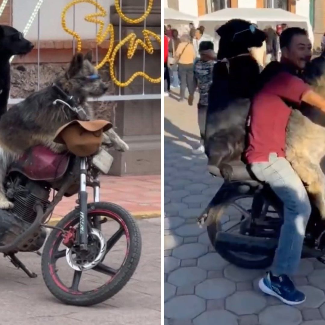 Perros en moto en calles de Chignahuapan en Puebla se vuelven virales.