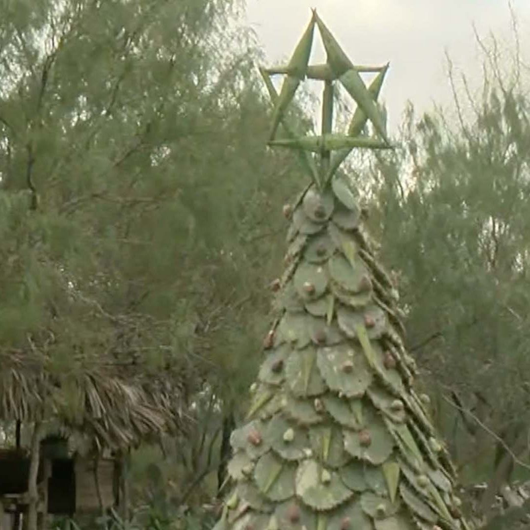 Crean Pino de Navidad en Matamoros con Nopales y Tunas