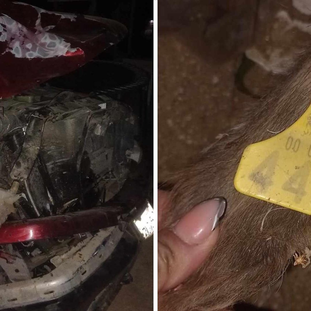 Vaca Muere Tras Desatar Fuerte Accidente en Tecate