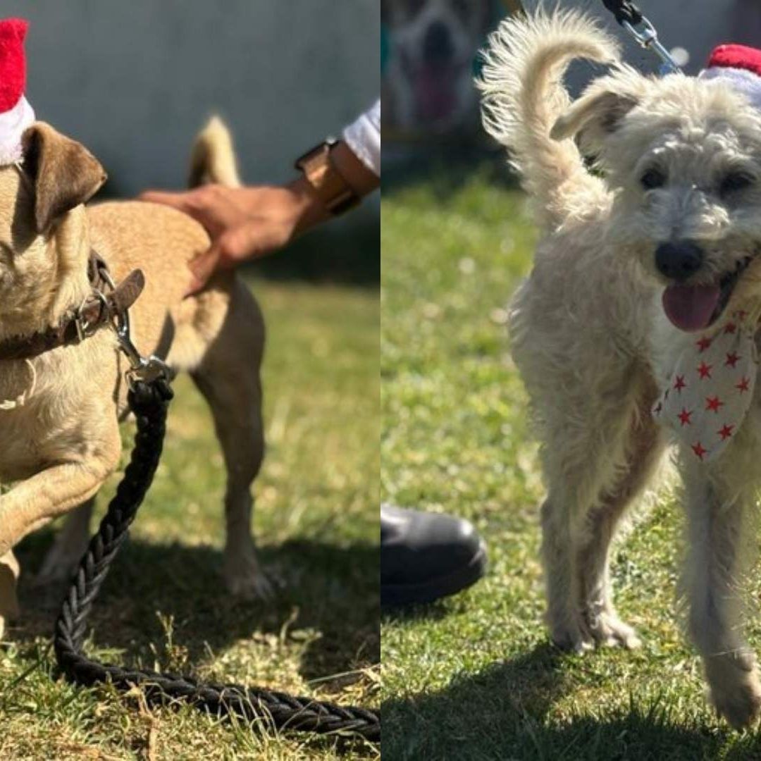Perritos Rescatados Metro CDMX Ayudarán Santa Claus Navidad 2024