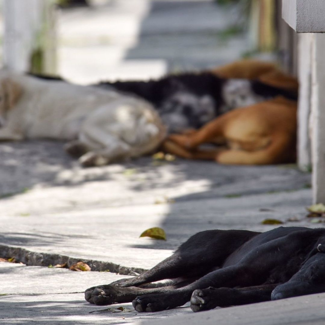 Activistas advierten que al poner el veneno en las calles, cualquier animal que pase por ahí es vulnerable