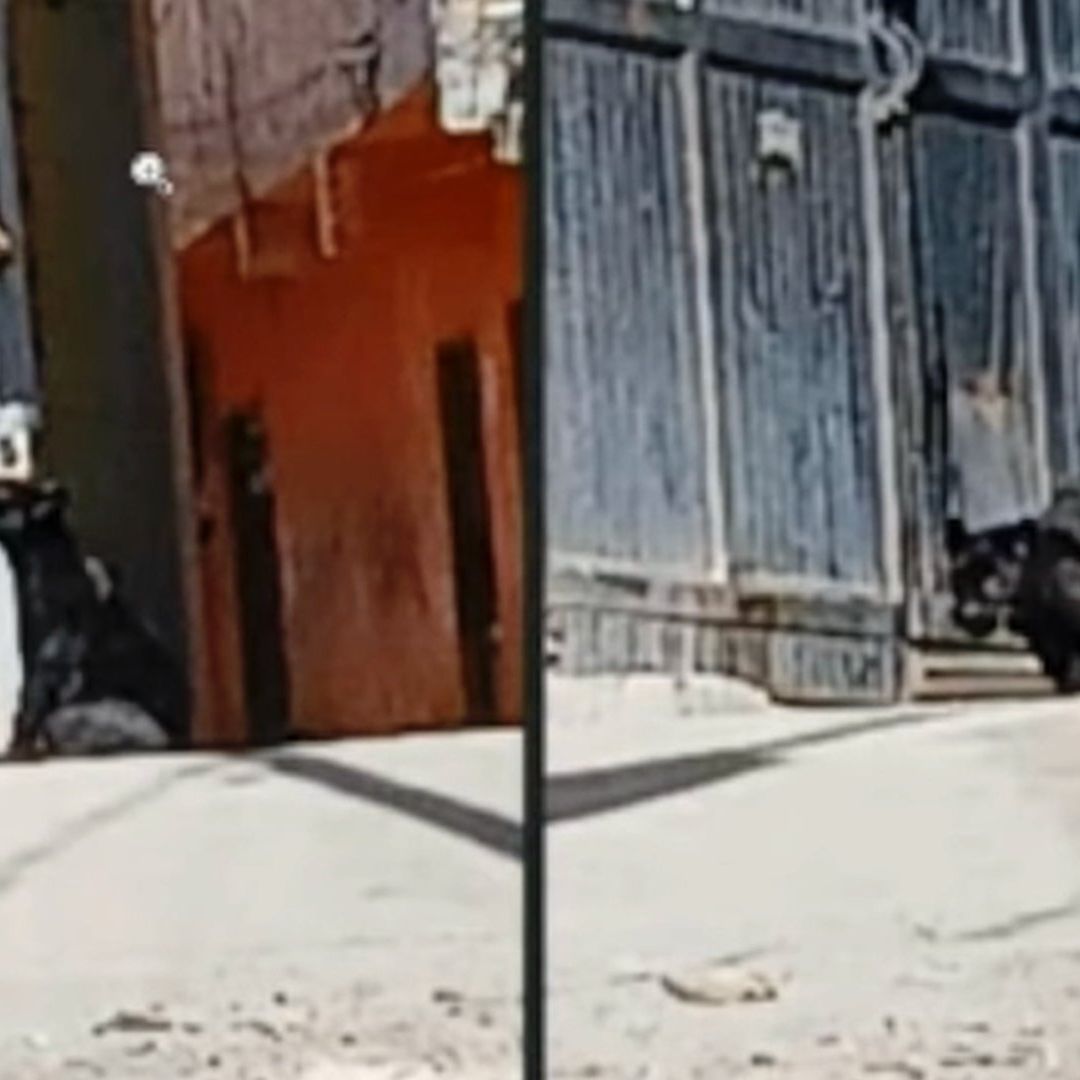 Captan a Pantera Paseando en Calles de Guanajuato Capital y la Capturan