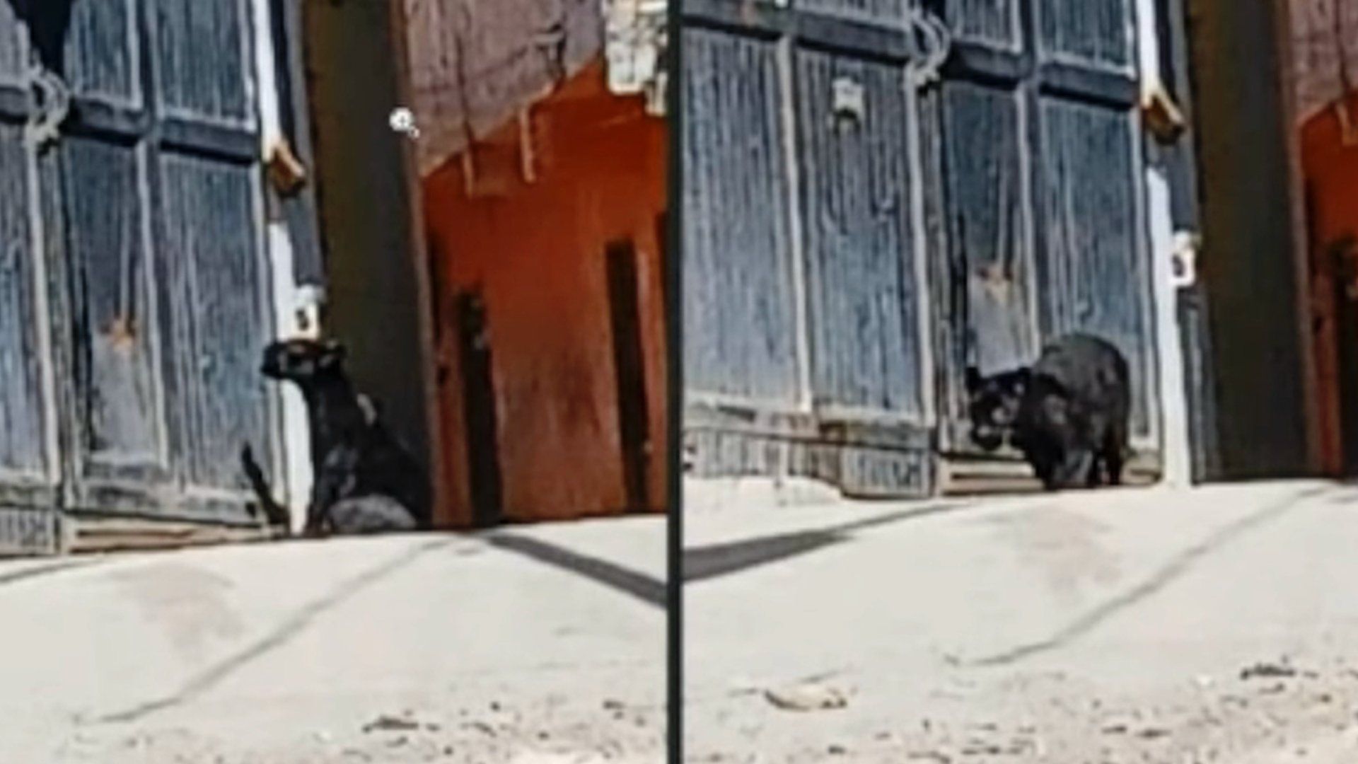 Captan a Pantera Paseando en Calles de Guanajuato Capital y la Capturan