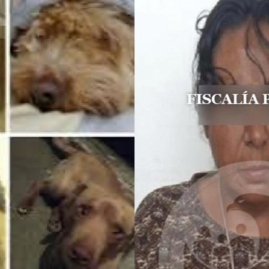 "La Mata-perros tenía 45 especies viviendo con maltrato en Bosques de San Sebastián, Puebla.