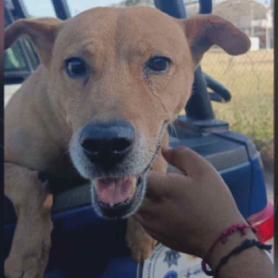 Detienen a Sujeto Que Arrastró a un Perrito Desde una Motocicleta en Tonalá