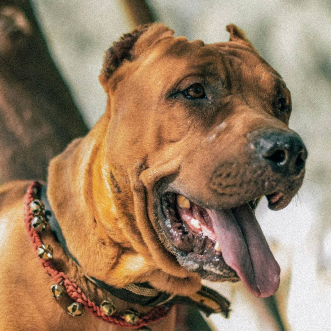 Reportan a Mujer como Desaparecida y la Hallan en su Casa Devorada por sus Perros