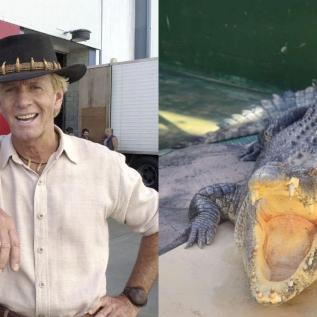 Muere 'Burt', el Famoso Lagarto Gigante de ‘Cocodrilo Dundee’ ¿Qué Edad Tenía?