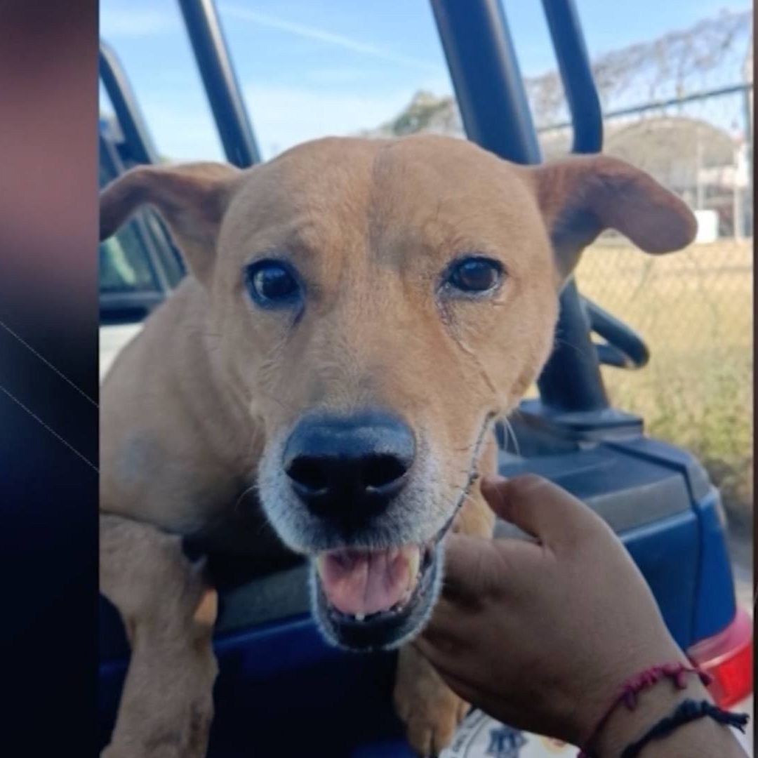 Llevará proceso en libertad el hombre que maltrató a un perro en Tonalá.