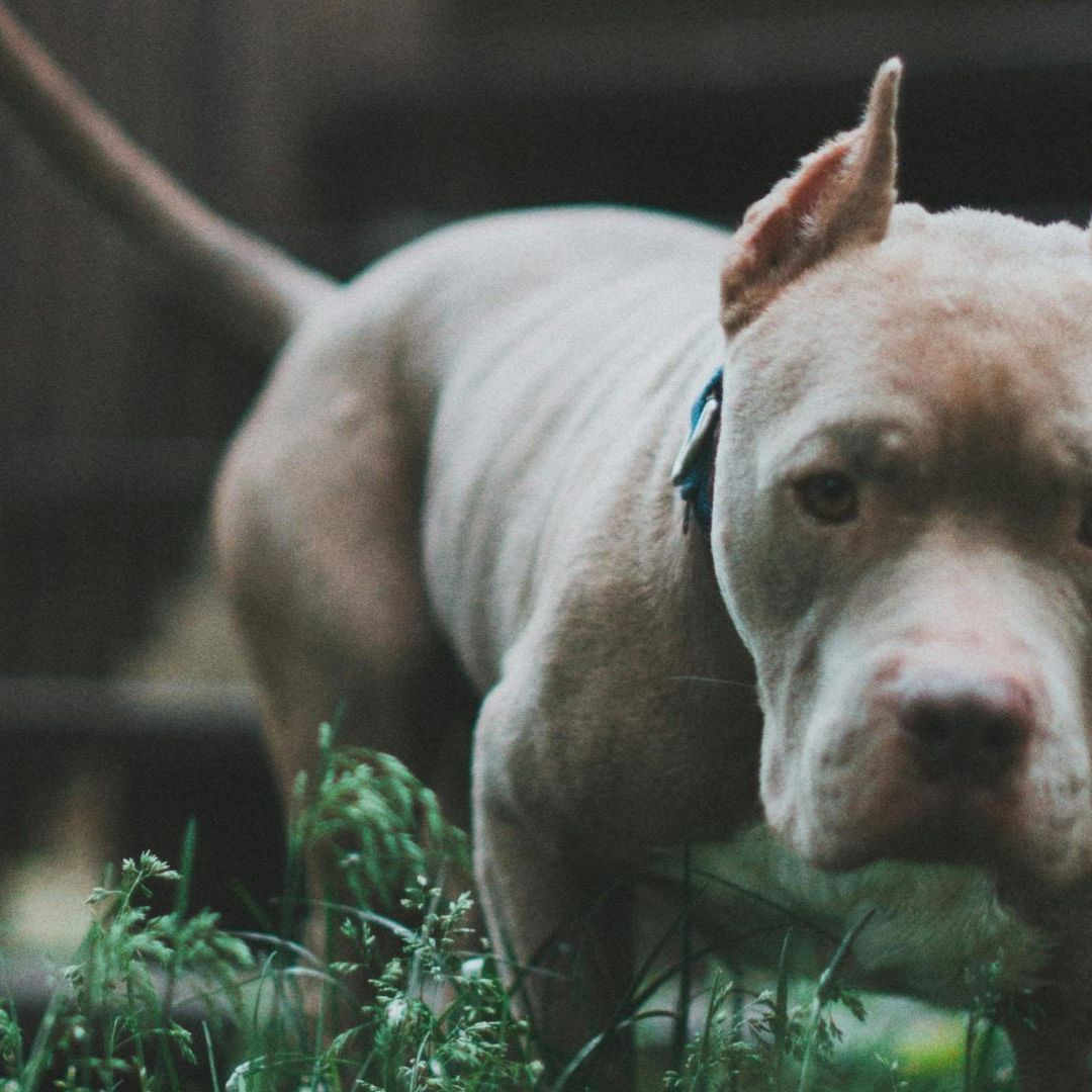 Niño de 4 años Muere Tras Ser Atacado por Perros Pitbull Mientras Jugaba