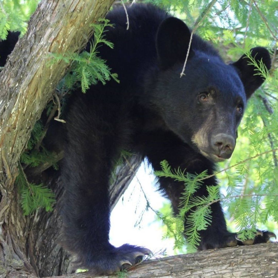 Aumentan Avistamientos de Osos en Zonas Urbanas de Nuevo León