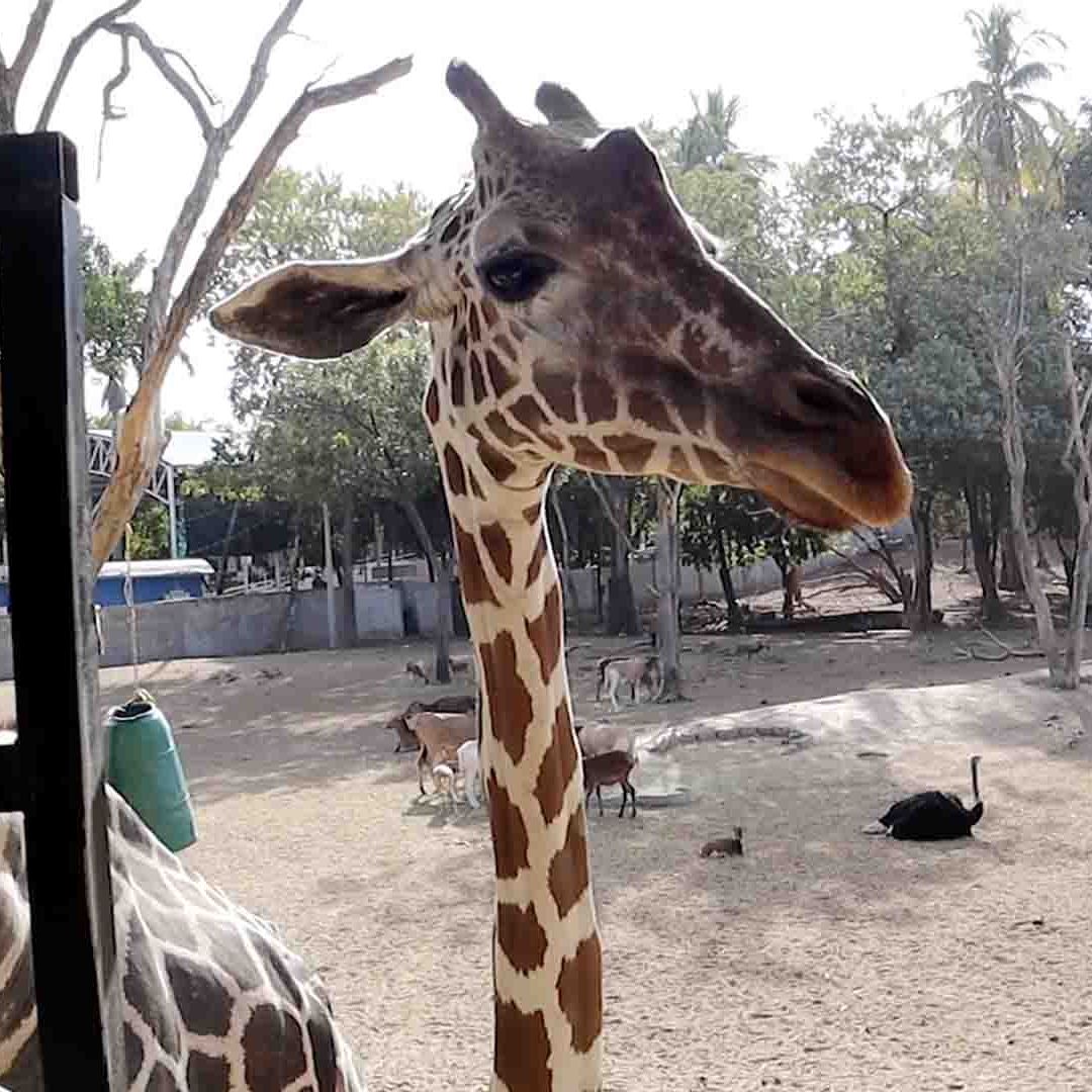 Se Pierde Jirafa en Sinaloa: Esto Pasó en el Zoológico de Culiacán