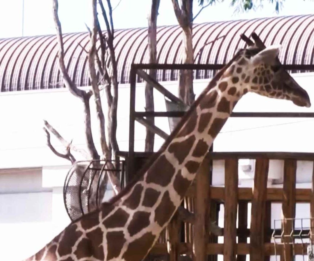 Jirafa Presuntamente “Desaparecida” en el Zoológico de Culiacán Falleció Desde Septiembre