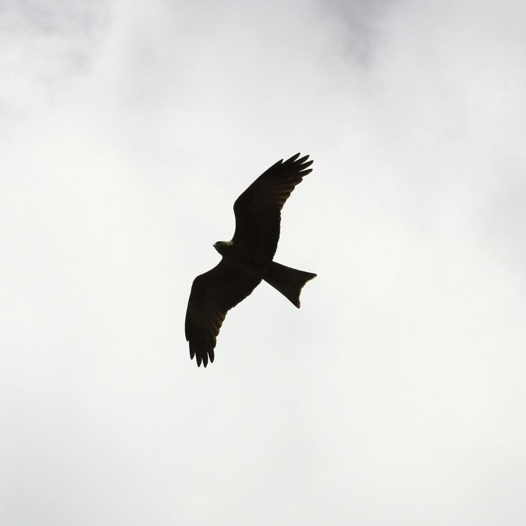 Detectan Posible Caso de Gripe Aviar en Parque Morelos de Tijuana